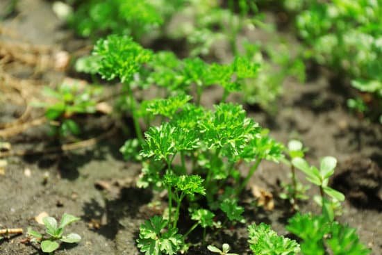 canva fresh herbs growing in garden MAD MUIXMa0
