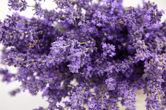 canva fresh lavender flowers