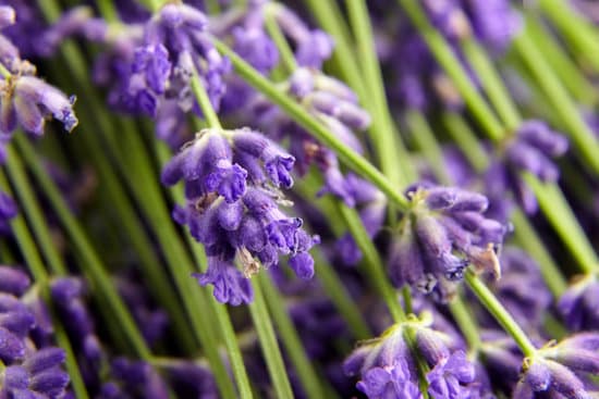 canva fresh lavender flowers