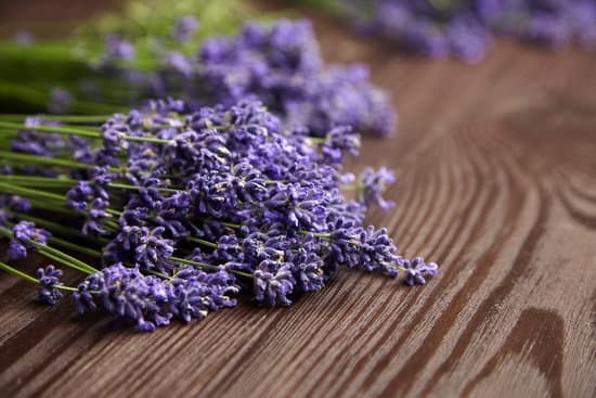 canva fresh lavender flowers