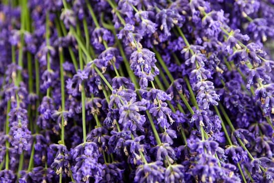 canva fresh lavender flowers MAENxK31 jM