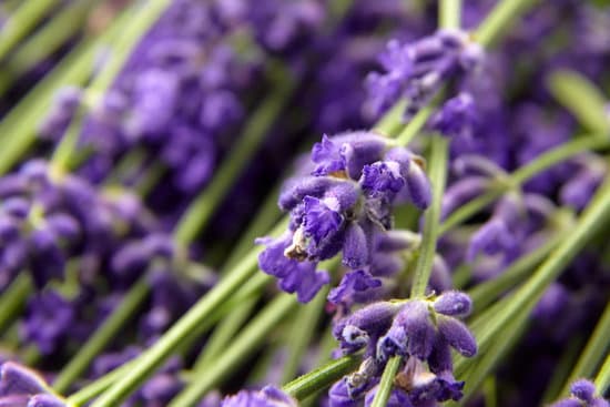 canva fresh lavender flowers
