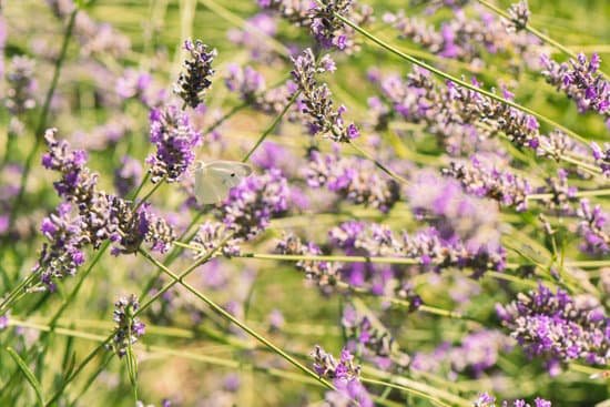 canva fresh lavender flowers in the field MAED6BworZw