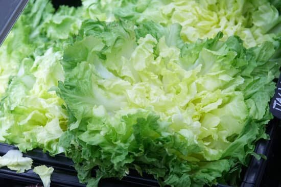 canva fresh lettuce MAC6VC22tmQ