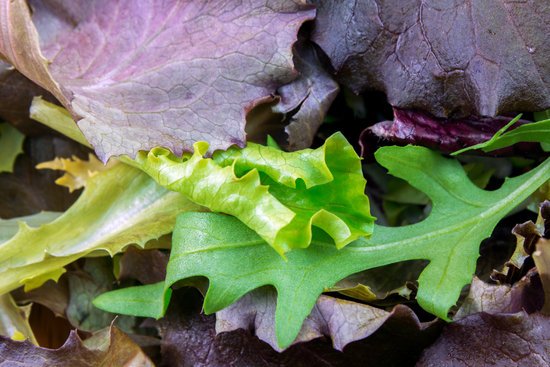 canva fresh lettuce MADFGnAgA8c