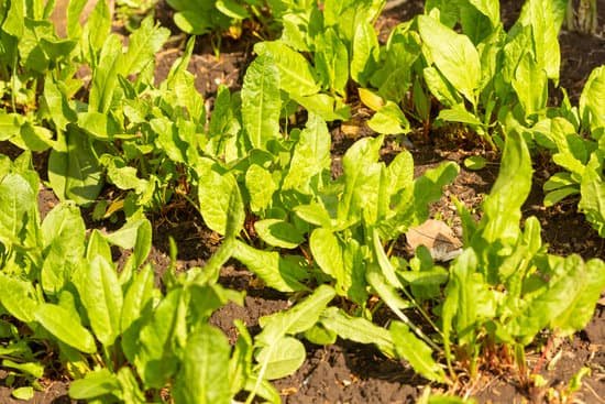canva fresh lettuce grows in the garden MAEAzLL733A