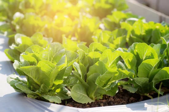 canva fresh lettuce in the farm