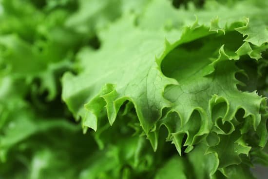 canva fresh lettuce leaves closeup MAD MdOSsYY