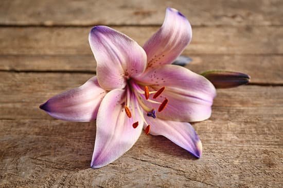 canva fresh lily flower on wooden background MAD Q4fatpw