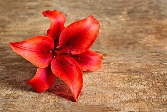 canva fresh lily flower on wooden background MAD QwJq05w