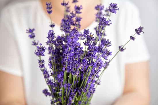 canva fresh natural lavender flowers bunch MAEO dsvK4s