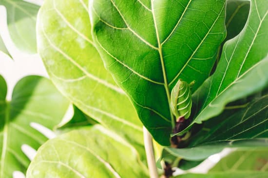 canva fresh new green leaves growing from ficus lyrata fig tree close MAEYYOulZIA