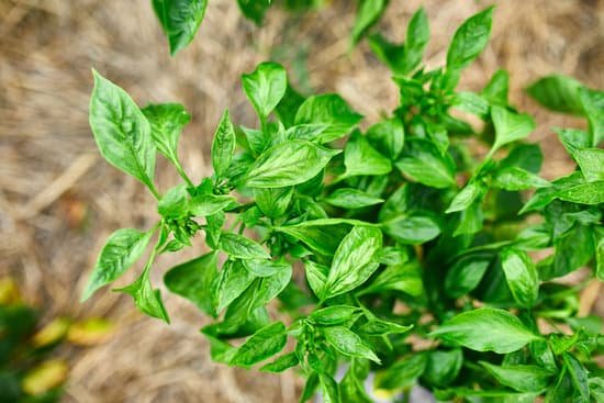 canva fresh organic basil herb in a garden MAEFEd22jNw