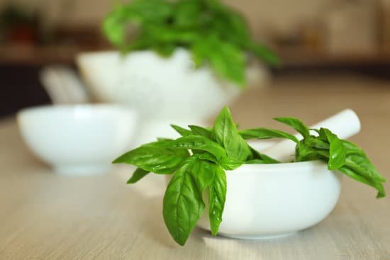 canva fresh organic basil in ceramic mortar on kitchen table MAD9T4zK774