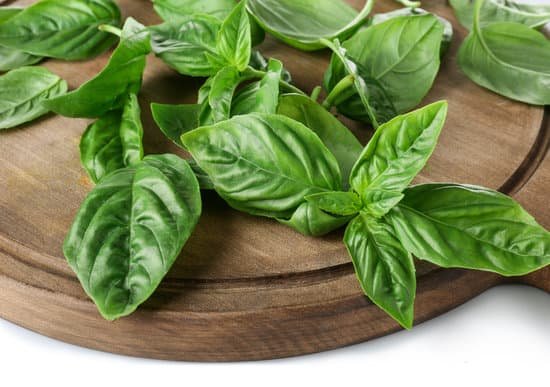 canva fresh organic basil leaves on white background MAD9T29NF7o