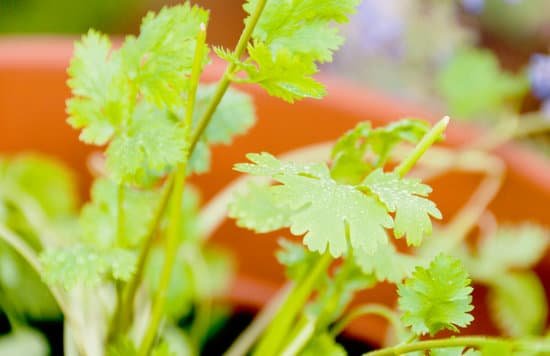 canva fresh organic cilantro