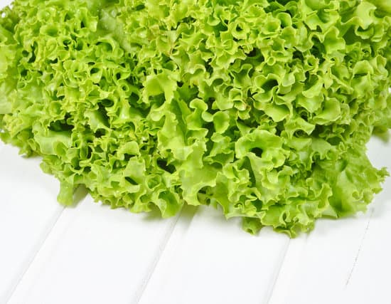 canva fresh organic lettuce MAEQ4ljcgWA