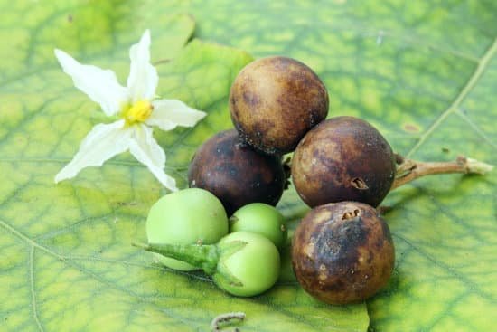 canva fresh pea eggplant and rotten eggplant MADA5KF2NbA