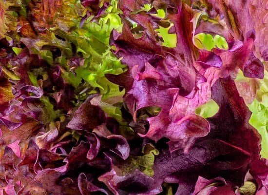 canva fresh purple lettuce MAEGehkaP0k