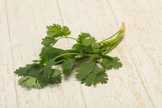 canva fresh ripe green cilantro leaves MAD81lyAbKM