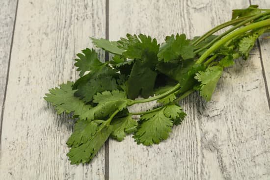 canva fresh ripe green cilantro leaves MAD81nc2G8k