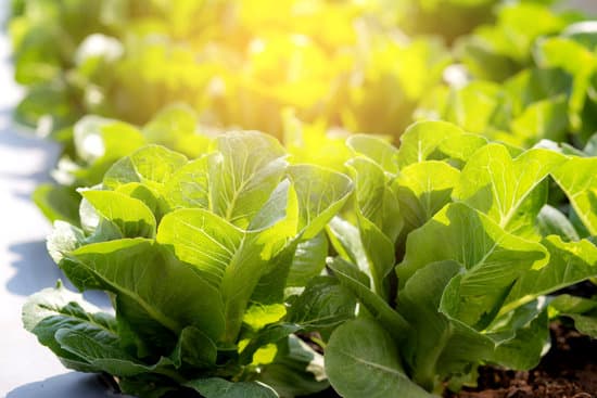 canva fresh sapling of romaine lettuce MAERYmLyaGA