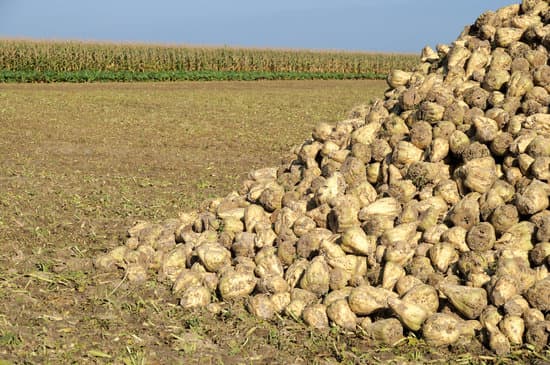 canva freshly harvested beets MAC 42GViqE