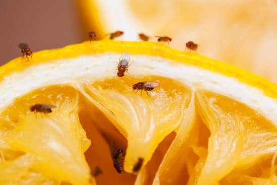canva fruit flies MAED9Id1Po4