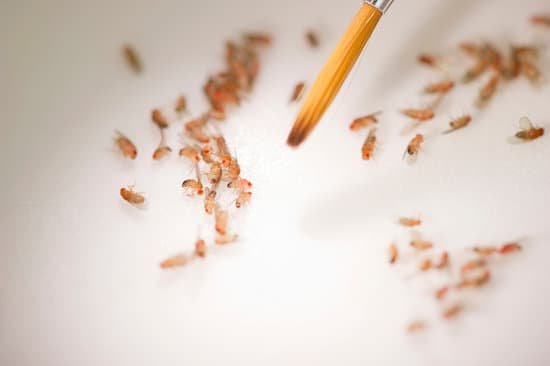 canva fruit flies MAEFgU7tMMI