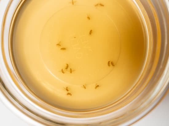 canva fruit flies collected in a glass bowl with wine or cider vinegar and soap MAErV4AOi3c