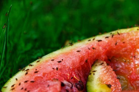 canva fruit flies congregate on the edge of a discarded watermelon MAD6RSNNnRI