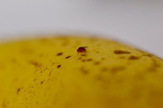 canva fruit flies on a banana MAEATX45PkE