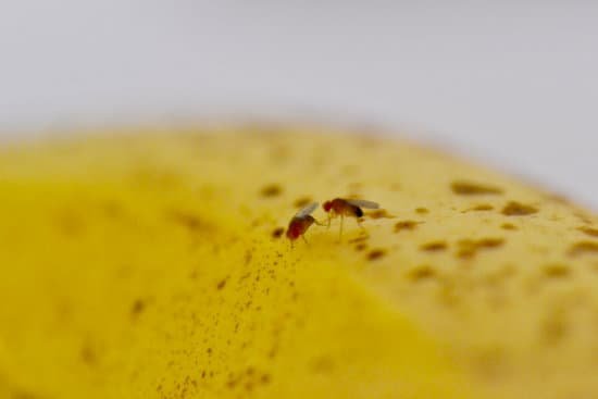 canva fruit flies on a banana MAEATdeHS7g