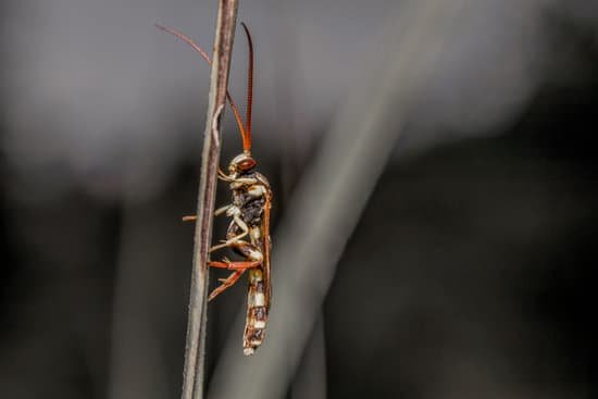 canva fruit flies on the leaves MAECnAULnH8