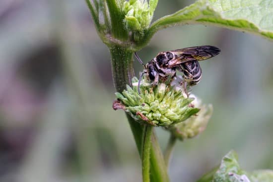 canva fruit flies on the leaves MAECnAUQ0MU