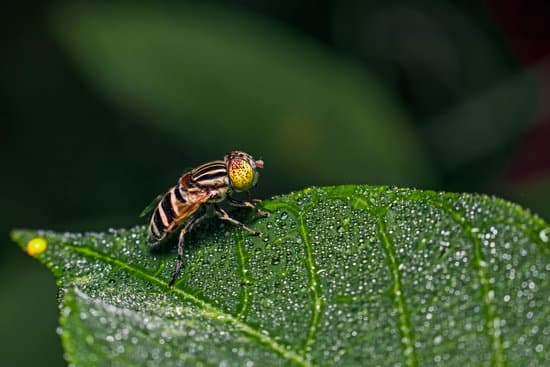 canva fruit flies on the leaves MAECnLDr4GI