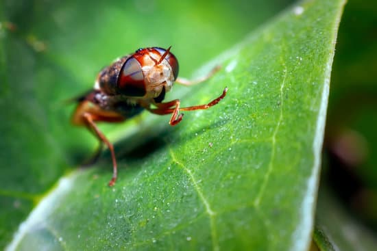 canva fruit flies on the leaves MAECnMQVRnM