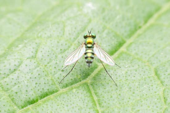 canva fruit flies with beautiful green gold. MADB4F0 RdI