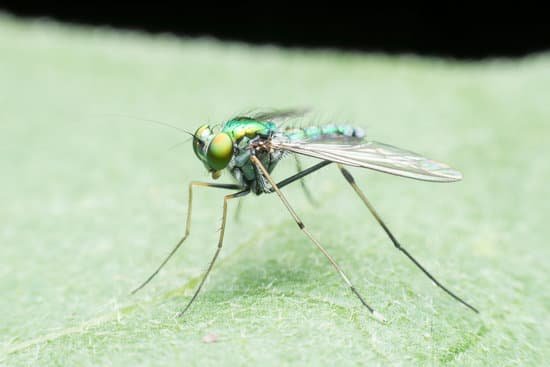 canva fruit flies with beautiful green gold. MADB4ONvCE0