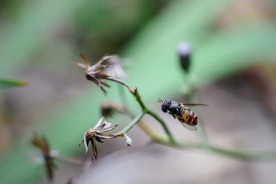 canva fruit flies. animals fly when flying and will alight on flowers MADtya5JNtg