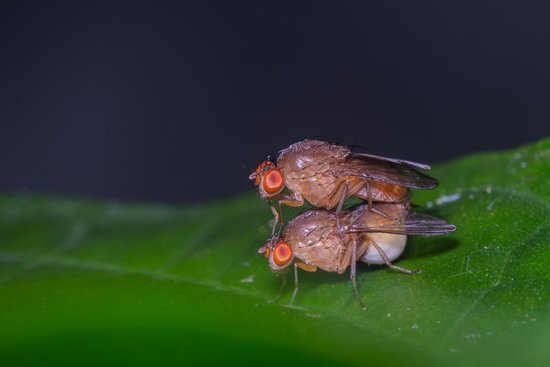 canva fruit fly mating MADF n6qRyE