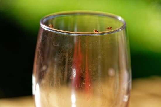 canva fruit fly party time fruit flies gather on top of a left over red wine glass MADzDBEHDc0