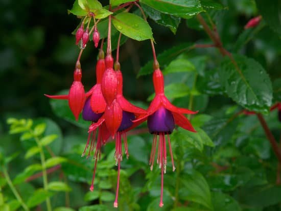 canva fuchsia MAC6IdMD8Qs