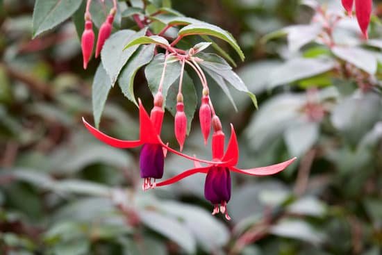 canva fuchsia MADAc XWIT4
