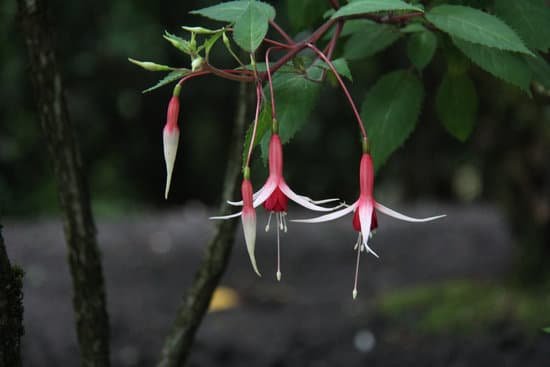 canva fuchsia MADB 5snLMQ