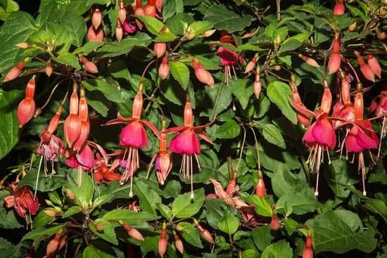 canva fuchsia magellanica flowers MADBaHRefSA