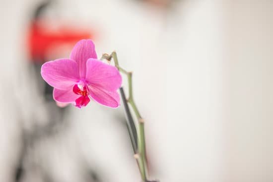 canva fuchsia orchid MADCXgEk0e4