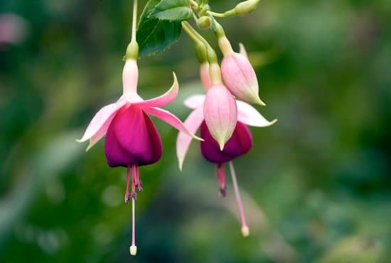 canva fuchsia plant MAC8bGca YQ