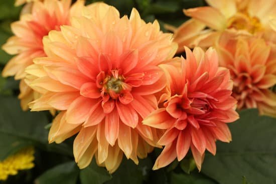 canva garden dahlia dahlia pinnata MAED Rv1plo