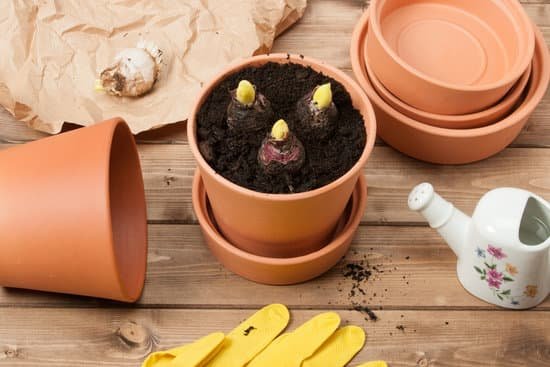 canva gardening concept. gladiolus bulbs. watering can. pots gloves MADBN Hk7Os